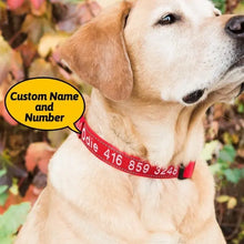 Personalized Dog Collar